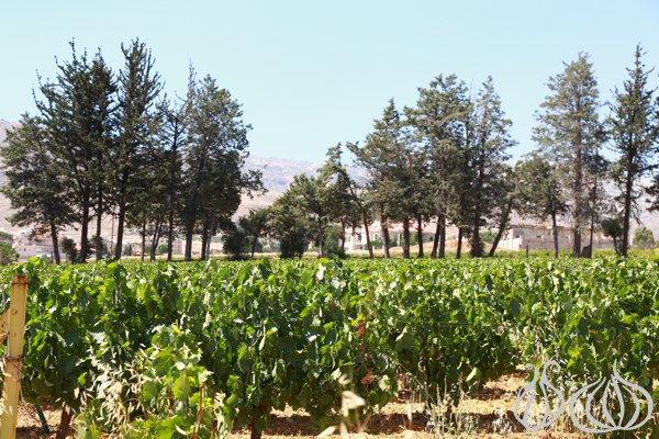 Domaine_Des_Tourelles_Chtaura_bekaa059